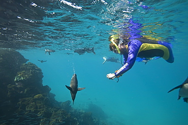 Adult Galapagos penguin (Spheniscus mendiculus) hunting fish underwater near snorkeler in the Galapagos Island Group, Ecuador