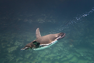 Adult Galapagos penguin (Spheniscus mendiculus) hunting fish underwater in the Galapagos Island Group, Ecuador