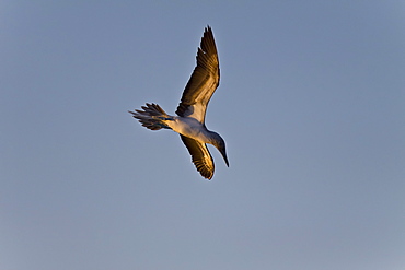 Adult Blue-footed Booby (Sula nebouxii) in flight in the Gulf of California (Sea of Cortez), Mexico.