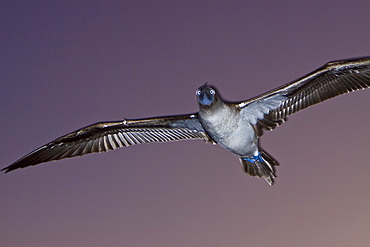 Blue-footed booby (Sula nebouxii) in the Galapagos Island Group, Ecuador. The Galapagos are a nesting and breeding area for blue-footed boobies.