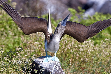 Blue-footed booby (Sula nebouxii) in ritualistic courtship display in the Galapagos Island Group, Ecuador. MORE INFO: The Galapagos are a nesting and breeding area for blue-footed boobies.