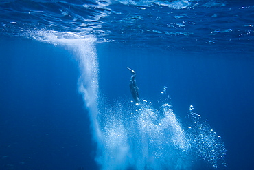 Blue-footed booby (Sula nebouxii) plunge-diving underwater in the Galapagos Island Group, Ecuador. The Galapagos are a nesting and breeding area for blue-footed boobies.