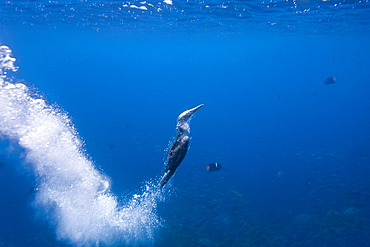 Blue-footed booby (Sula nebouxii) plunge-diving underwater in the Galapagos Island Group, Ecuador. The Galapagos are a nesting and breeding area for blue-footed boobies.