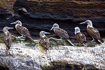 Blue-footed booby (Sula nebouxii) in the Galapagos Island Group, Ecuador. The Galapagos are a nesting and breeding area for blue-footed boobies.