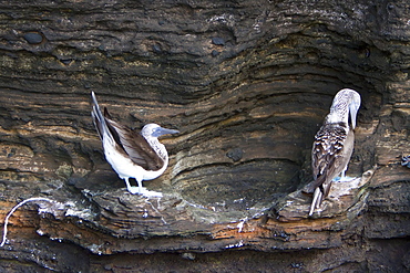 Blue-footed booby (Sula nebouxii) in the Galapagos Island Group, Ecuador. The Galapagos are a nesting and breeding area for blue-footed boobies.