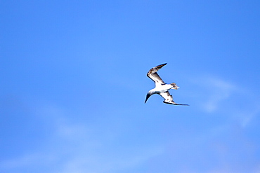 Blue-footed booby (Sula nebouxii) tucking their wings and plunge-diving in the Galapagos Island Group, Ecuador. MORE INFO: The Galapagos are a nesting and breeding area for blue-footed boobies.