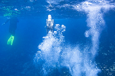 Blue-footed booby (Sula nebouxii) plunge-diving underwater in the Galapagos Island Group, Ecuador. The Galapagos are a nesting and breeding area for blue-footed boobies.