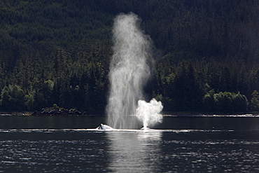 Humpback Whales (Megaptera novaeangliae) surfacing in Hobart Bay, Southeast Alaska, USA. Pacific Ocean.