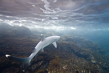 White-tipped reef shark (Triaenodon obesus) underwater in the Galapagos Island Archipeligo, Ecuador. Pacific Ocean.