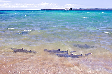 White-tipped reef sharks (Triaenodon obesus) feeding in shallow waters in the Galapagos Island Archipeligo, Ecuador. Pacific Ocean.