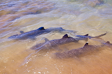 White-tipped reef sharks (Triaenodon obesus) feeding in shallow waters in the Galapagos Island Archipeligo, Ecuador. Pacific Ocean.