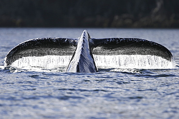 Adult humpback whale (Megaptera novaeangliae) fluke-up dive in Southeast Alaska, USA. Pacific Ocean.