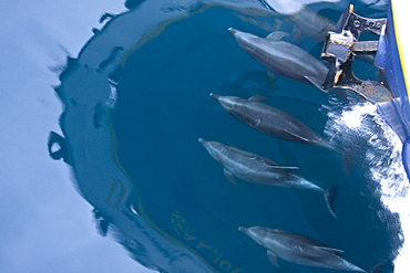 Offshore type bottlenose dolphins (Tursiops truncatus) bow-riding in the midriff region of the Gulf of California (Sea of Cortez), Baja California Norte, Mexico.