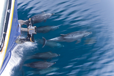 Offshore type bottlenose dolphins (Tursiops truncatus) bow-riding in the midriff region of the Gulf of California (Sea of Cortez), Baja California Norte, Mexico.