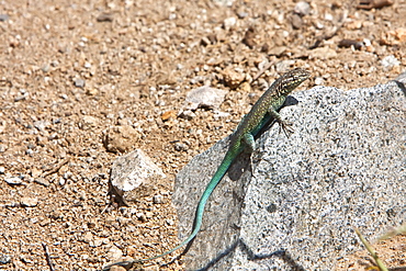 Adult Santa Catalina Side-blotched lizard (Uta squamata) an endemic lizard to Isla Santa Catalina, Baja California Sur, Mexico.