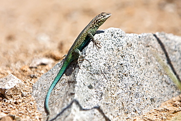 Adult Santa Catalina Side-blotched lizard (Uta squamata) an endemic lizard to Isla Santa Catalina, Baja California Sur, Mexico.