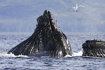 Humpback Whales (Megaptera novaeangliae) cooperatively bubble-net feeding in Chatham Strait in Southeast Alaska, USA. Pacific Ocean.
(Restricted Resolution - please contact us)