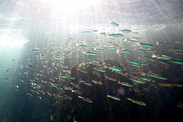 Underwater scenes from the Galapagos Island Archipeligo, Ecuador. Pacific Ocean.