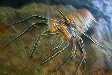 Spiny lobster in the Galapagos Island Archipeligo, Ecuador. Pacific Ocean.