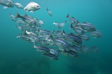 Schooling fish underwater in the Galapagos Island Archipeligo, Ecuador. Pacific Ocean.