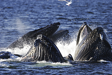 Adult humpback whales (Megaptera novaeangliae) cooperatively "bubble-net" feeding in Southeast Alaska, USA