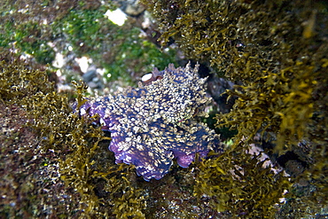 Underwater scenes from the Galapagos Island Archipeligo, Ecuador. Pacific Ocean.