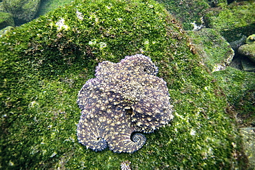 Underwater scenes from the Galapagos Island Archipeligo, Ecuador. Pacific Ocean.