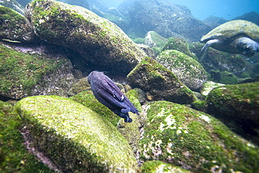 Underwater scenes from the Galapagos Island Archipeligo, Ecuador. Pacific Ocean.