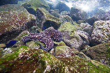 Underwater scenes from the Galapagos Island Archipeligo, Ecuador. Pacific Ocean.