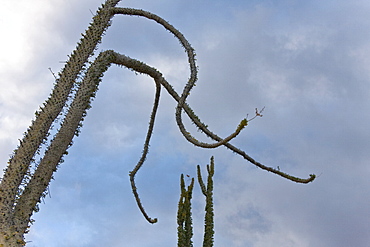 A look at the strange and wonderful shapes of cactus and succulents in the Valle of the Cirrios where cactus are in bloom in the Sonoran Desert of Bahia de los Angeles, Baja California Norte, Mexico.