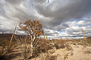 A look at the strange and wonderful shapes of cactus and succulents in the Valle of the Cirrios where cactus are in bloom in the Sonoran Desert of Bahia de los Angeles, Baja California Norte, Mexico.