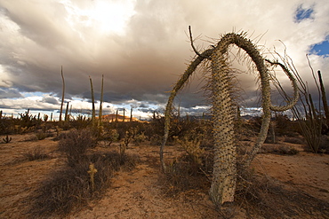 A look at the strange and wonderful shapes of cactus and succulents in the Valle of the Cirrios where cactus are in bloom in the Sonoran Desert of Bahia de los Angeles, Baja California Norte, Mexico.