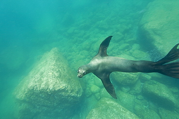 California sea lion (Zalophus californianus) underwater at Los Islotes (the islets) just outside of La Paz, Baja California Sur in the Gulf of California (Sea of Cortez), Mexico.