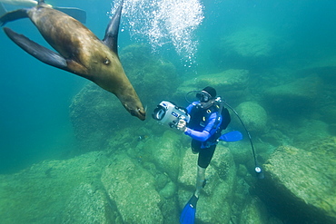 California sea lion (Zalophus californianus) with SCUBA diver underwater at Los Islotes (the islets) just outside of La Paz, Baja California Sur in the Gulf of California (Sea of Cortez), Mexico.