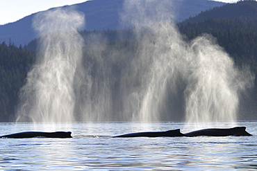 Three adult Humpback Whales (Megaptera novaeangliae) surfacing in Frederick Sound, Southeast Alaska, USA. Pacific Ocean.
(Restricted Resolution - please contact us)