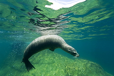 California sea lion (Zalophus californianus) underwater at Los Islotes (the islets) just outside of La Paz, Baja California Sur in the Gulf of California (Sea of Cortez), Mexico.