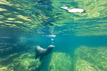 California sea lion (Zalophus californianus) underwater at Los Islotes (the islets) just outside of La Paz, Baja California Sur in the Gulf of California (Sea of Cortez), Mexico.