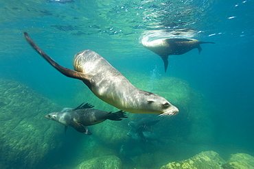 California sea lions (Zalophus californianus) underwater at Los Islotes (the islets) just outside of La Paz, Baja California Sur in the Gulf of California (Sea of Cortez), Mexico.