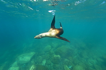 California sea lion (Zalophus californianus) underwater at Los Islotes (the islets) just outside of La Paz, Baja California Sur in the Gulf of California (Sea of Cortez), Mexico.