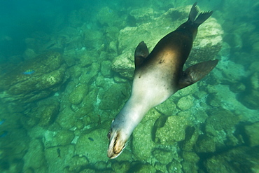 California sea lion (Zalophus californianus) underwater at Los Islotes (the islets) just outside of La Paz, Baja California Sur in the Gulf of California (Sea of Cortez), Mexico.