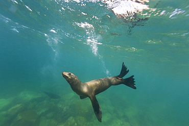 California sea lion (Zalophus californianus) underwater at Los Islotes (the islets) just outside of La Paz, Baja California Sur in the Gulf of California (Sea of Cortez), Mexico.