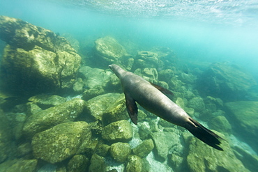 California sea lion (Zalophus californianus) underwater at Los Islotes (the islets) just outside of La Paz, Baja California Sur in the Gulf of California (Sea of Cortez), Mexico.