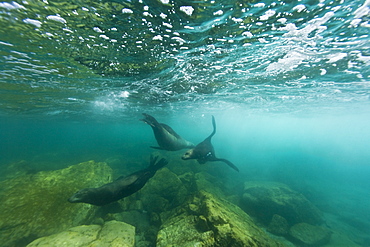 California sea lion (Zalophus californianus) underwater at Los Islotes (the islets) just outside of La Paz, Baja California Sur in the Gulf of California (Sea of Cortez), Mexico.