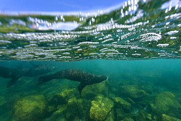 California sea lion (Zalophus californianus) underwater at Los Islotes (the islets) just outside of La Paz, Baja California Sur in the Gulf of California (Sea of Cortez), Mexico.