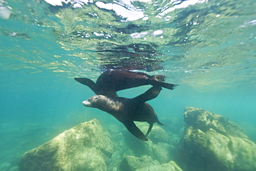 California sea lion (Zalophus californianus) underwater at Los Islotes (the islets) just outside of La Paz, Baja California Sur in the Gulf of California (Sea of Cortez), Mexico.