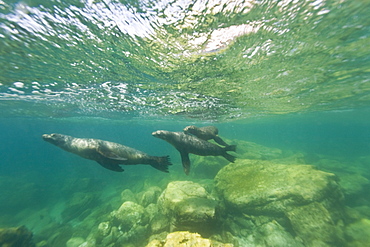 California sea lion (Zalophus californianus) underwater at Los Islotes (the islets) just outside of La Paz, Baja California Sur in the Gulf of California (Sea of Cortez), Mexico.