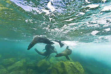 California sea lion (Zalophus californianus) underwater at Los Islotes (the islets) just outside of La Paz, Baja California Sur in the Gulf of California (Sea of Cortez), Mexico.