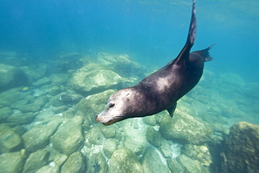 California sea lion (Zalophus californianus) underwater at Los Islotes (the islets) just outside of La Paz, Baja California Sur in the Gulf of California (Sea of Cortez), Mexico.