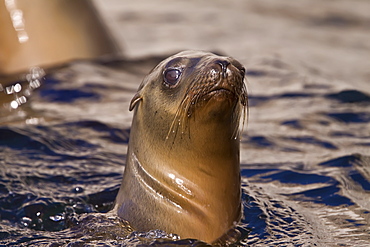 California sea lion (Zalophus californianus) pup at Los Islotes (the islets) just outside of La Paz, Baja California Sur in the Gulf of California (Sea of Cortez), Mexico.