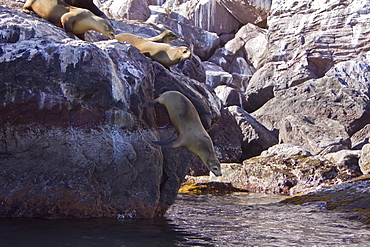 California sea lion (Zalophus californianus) leaping off rock at Isla San Pedro Martir, Baja California Norte in the Gulf of California (Sea of Cortez), Mexico.